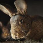 rabbit-head-blurred