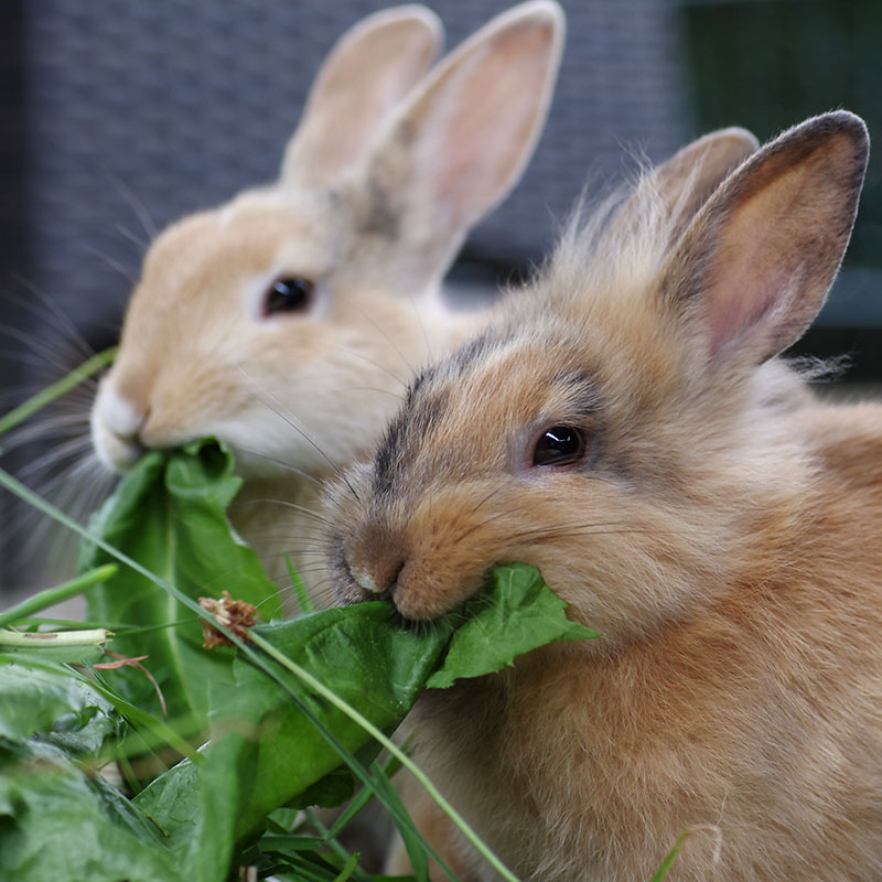 rabbits-feeding Rabbit Choice Farms in East Arica
