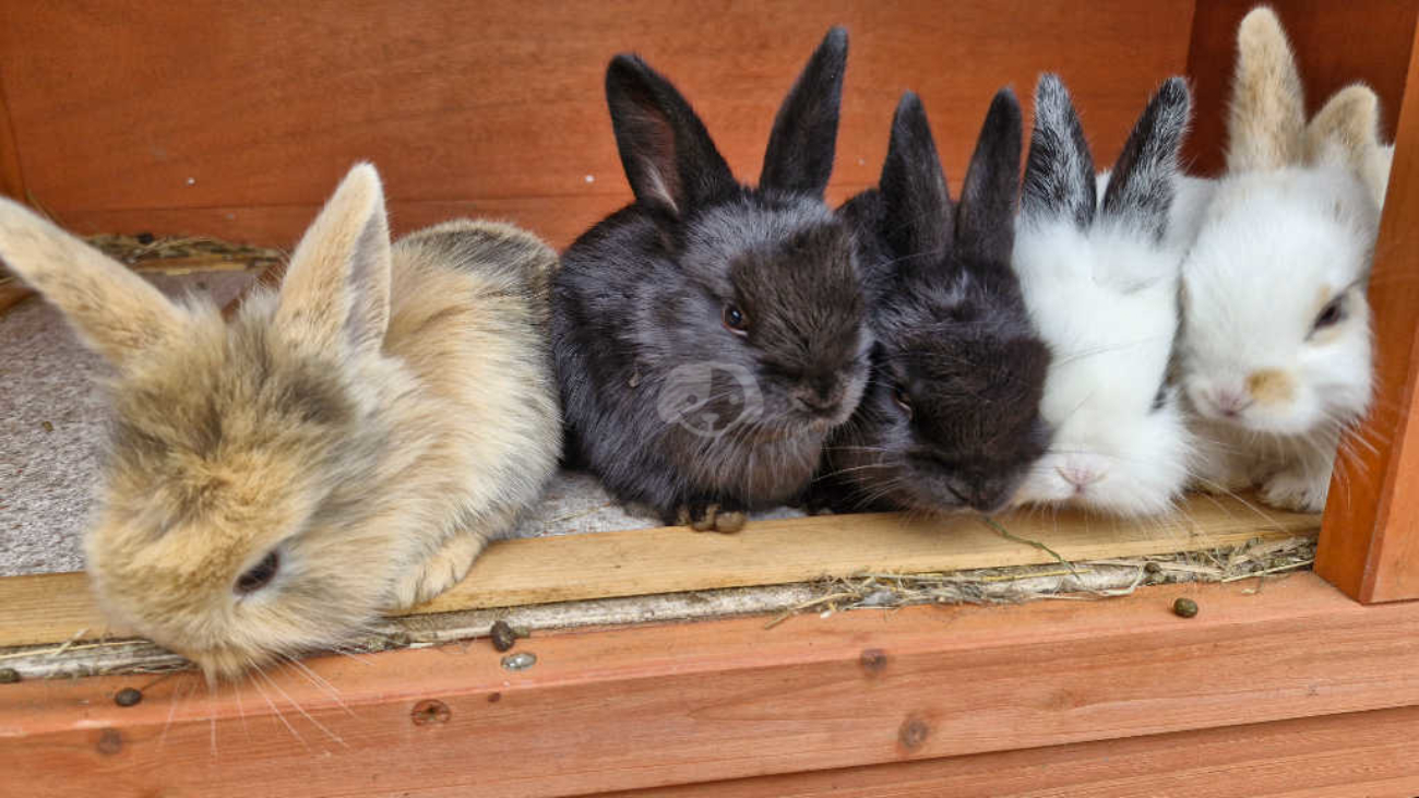 young-rabbits-on-top-of-hutch