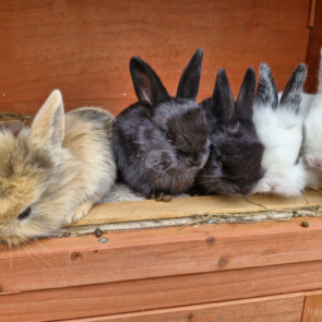 young-rabbits-on-top-of-hutch