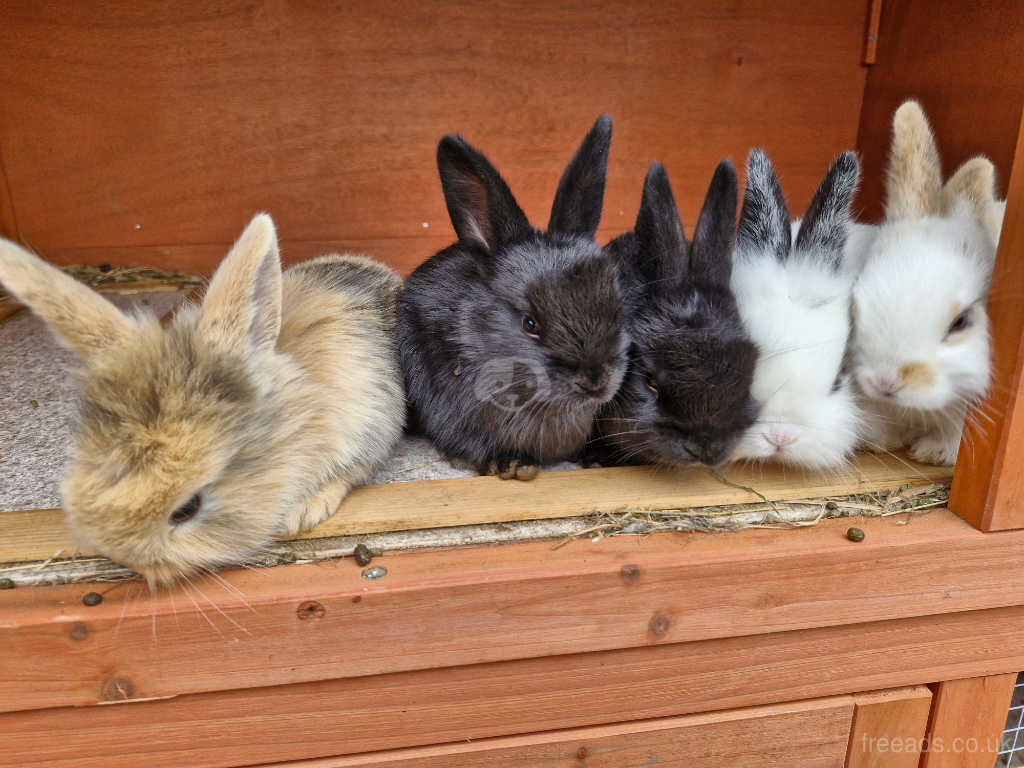 What Do I Need to Create a Commercial Rabbit Farm in Kenya? - Rabbit ...