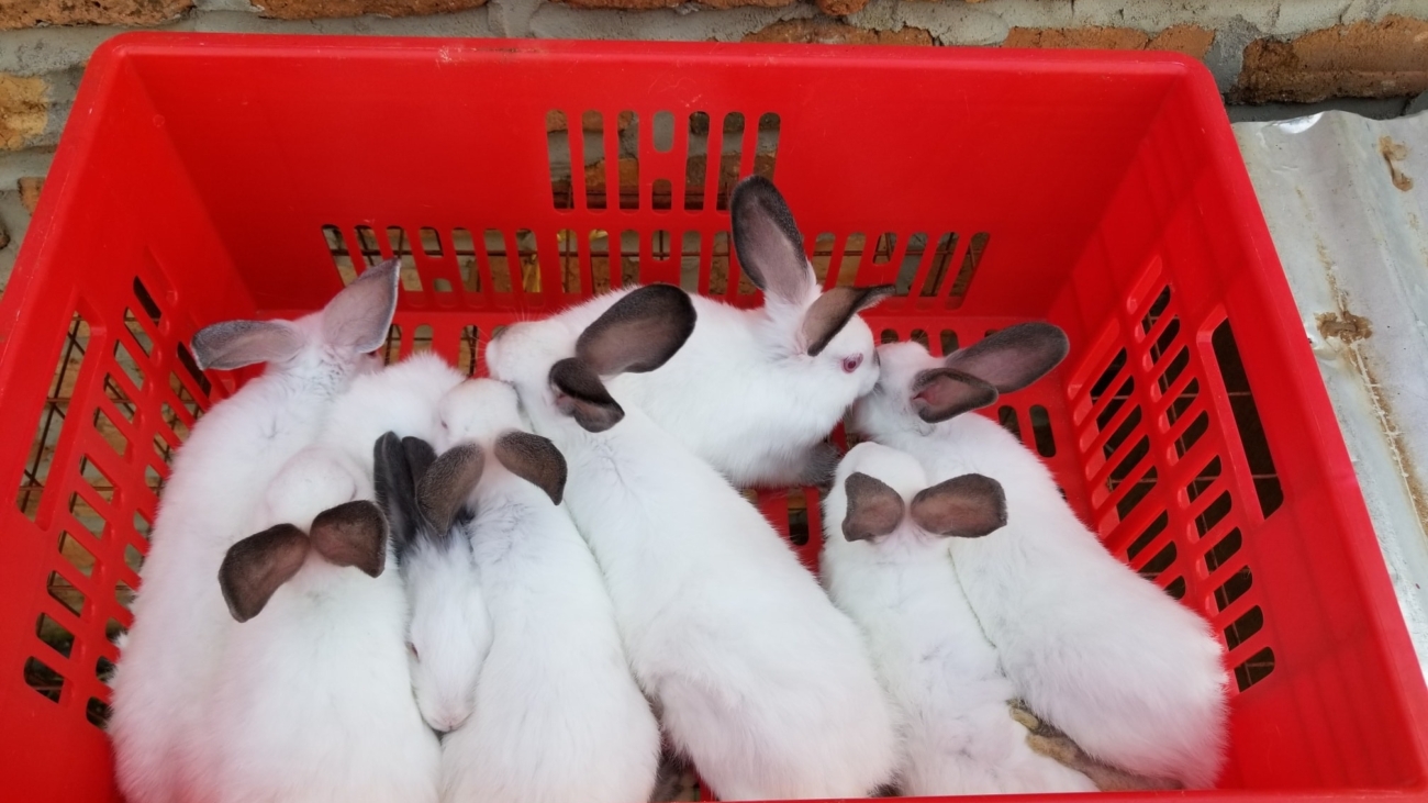 Clean-rabbits
