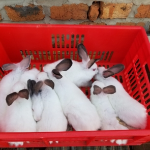 Clean-rabbits