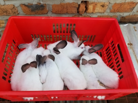 Clean-rabbits