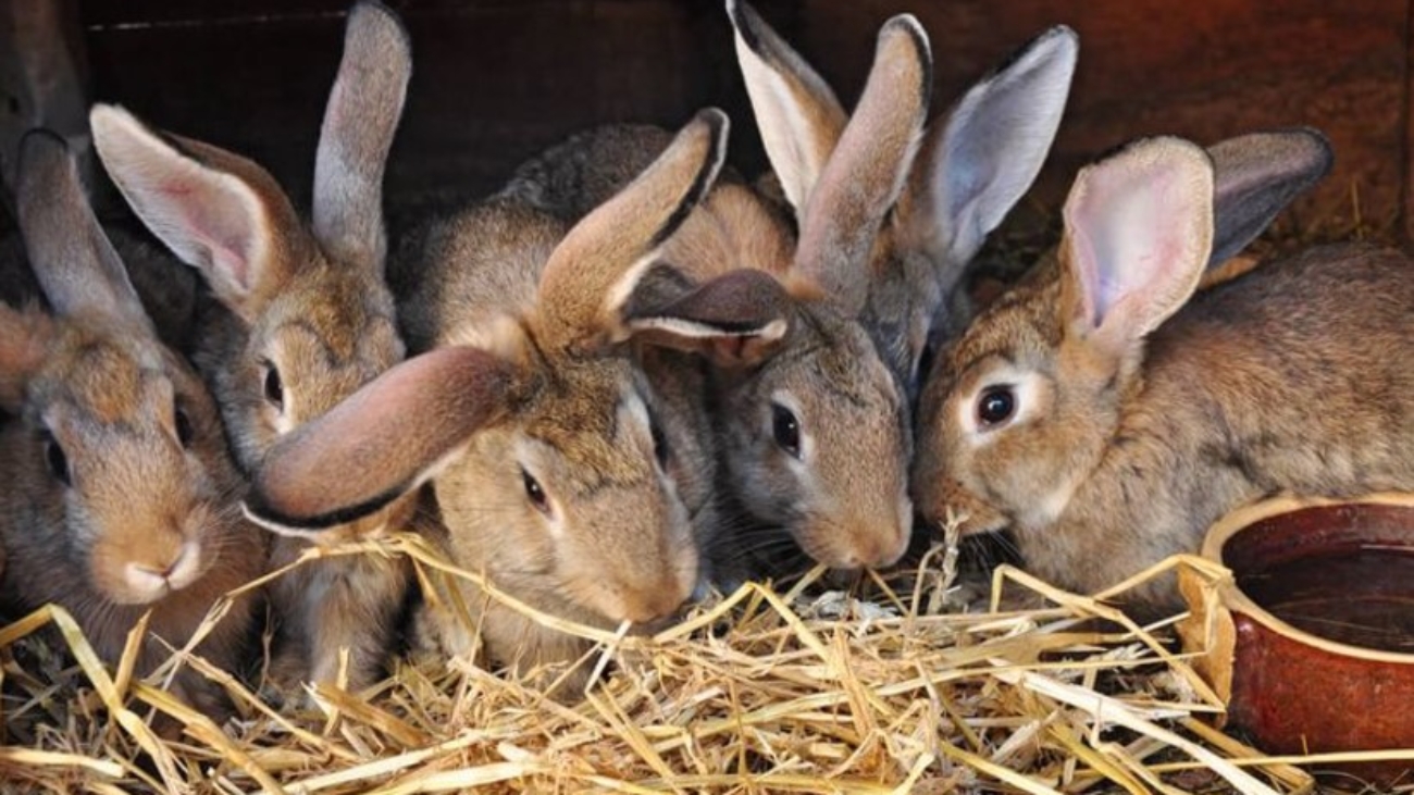 rabbits-courtesy