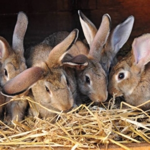 rabbits-courtesy