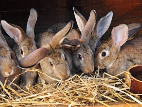rabbits-courtesy