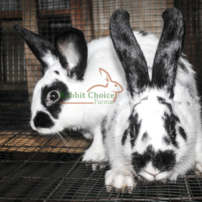 rabbits-cover