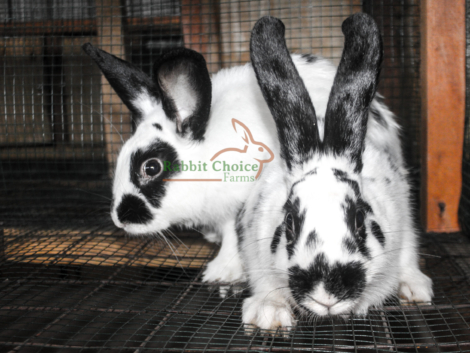 rabbits-cover