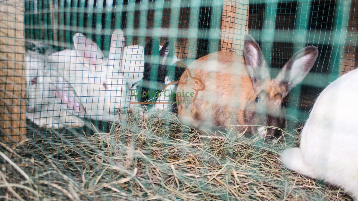 Is-rabbit-farming-profitable
