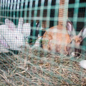 Is-rabbit-farming-profitable