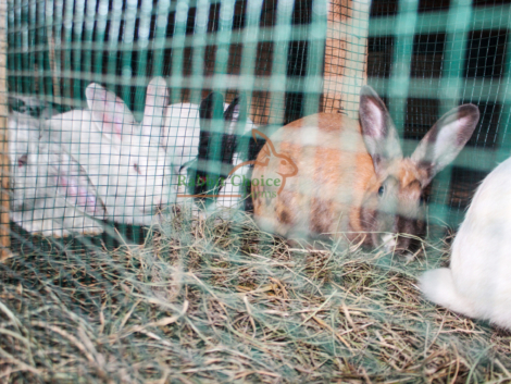 Is-rabbit-farming-profitable
