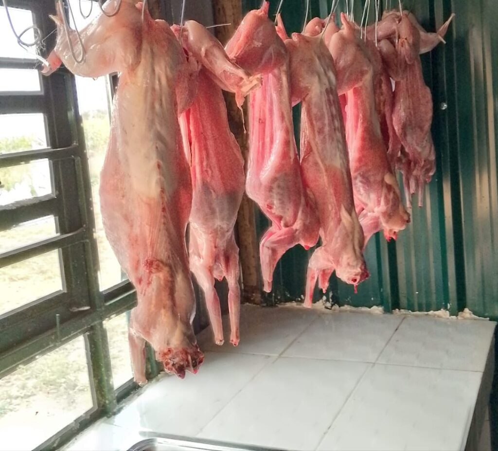 Rabbits for meat hung upside down