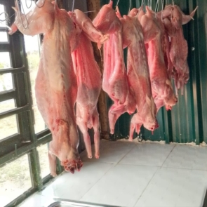 Rabbits-for-meat