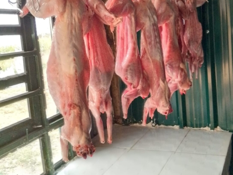 Rabbits-for-meat