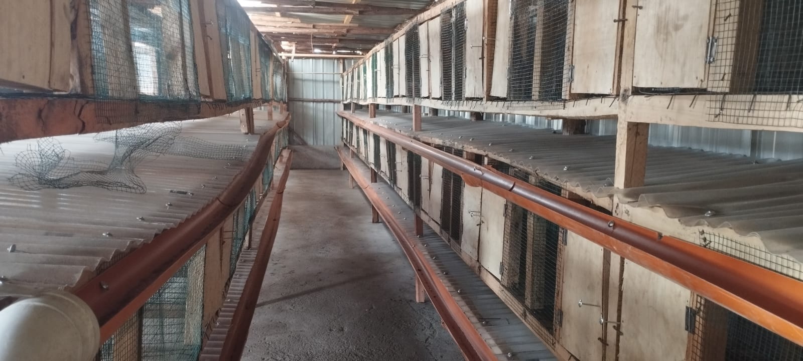 Why Rabbit Farming in Kenya is Growing at An Incredible Pace - Rabbit ...