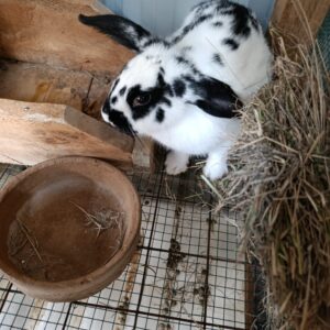 Checkered giant rabbit