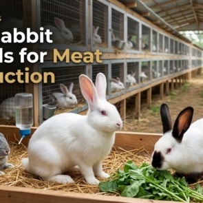 Rabbit breeds