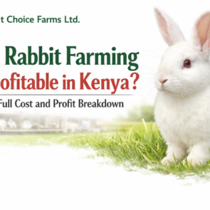 Rabbit farming profit