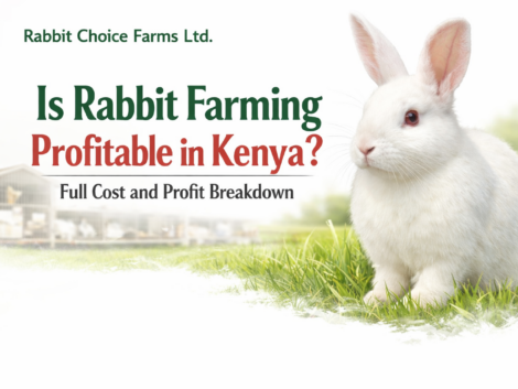 Rabbit farming profit