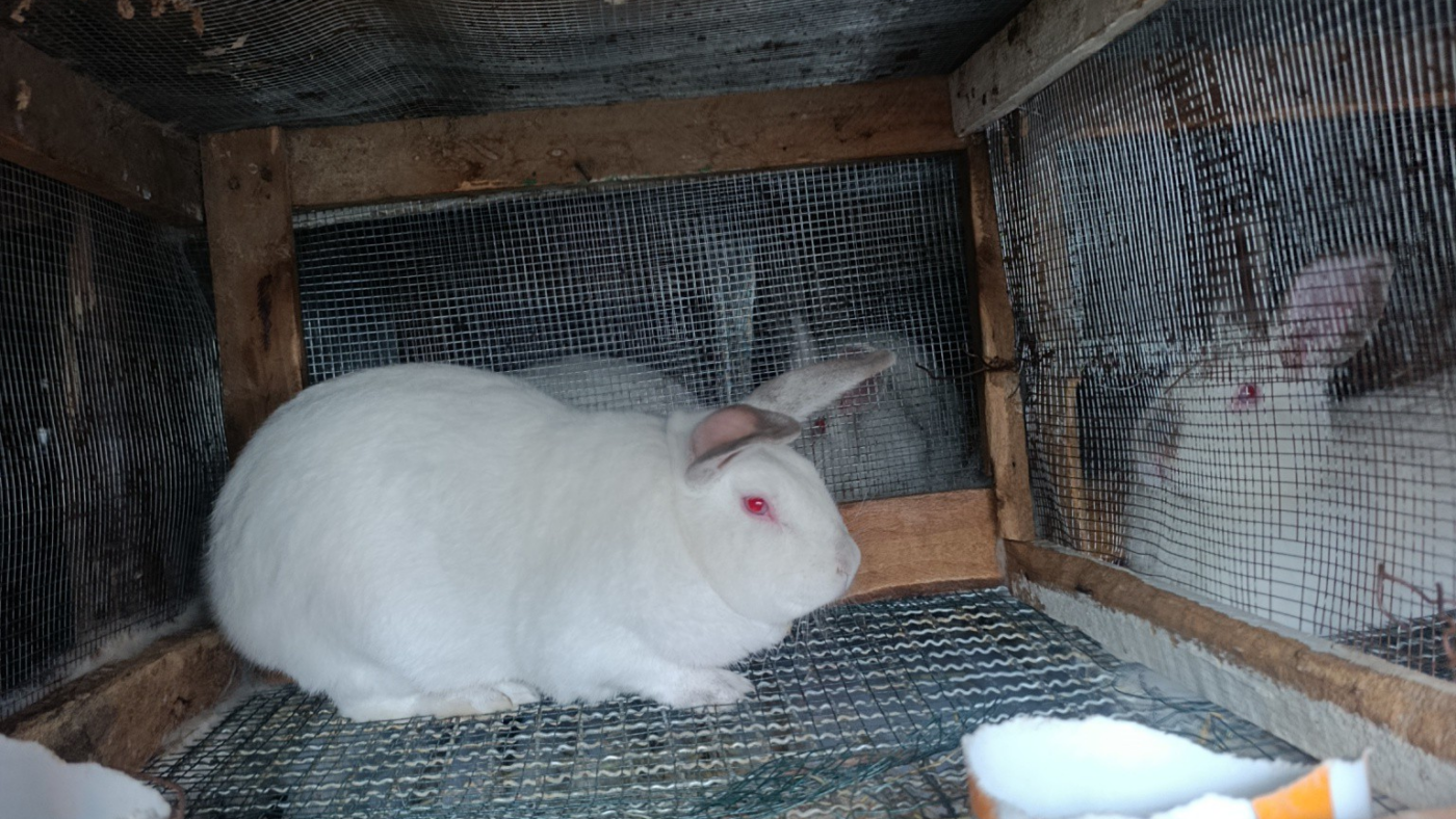 Rabbit Breeder