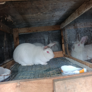Rabbit Breeder