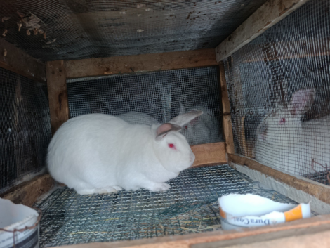 Rabbit Breeder