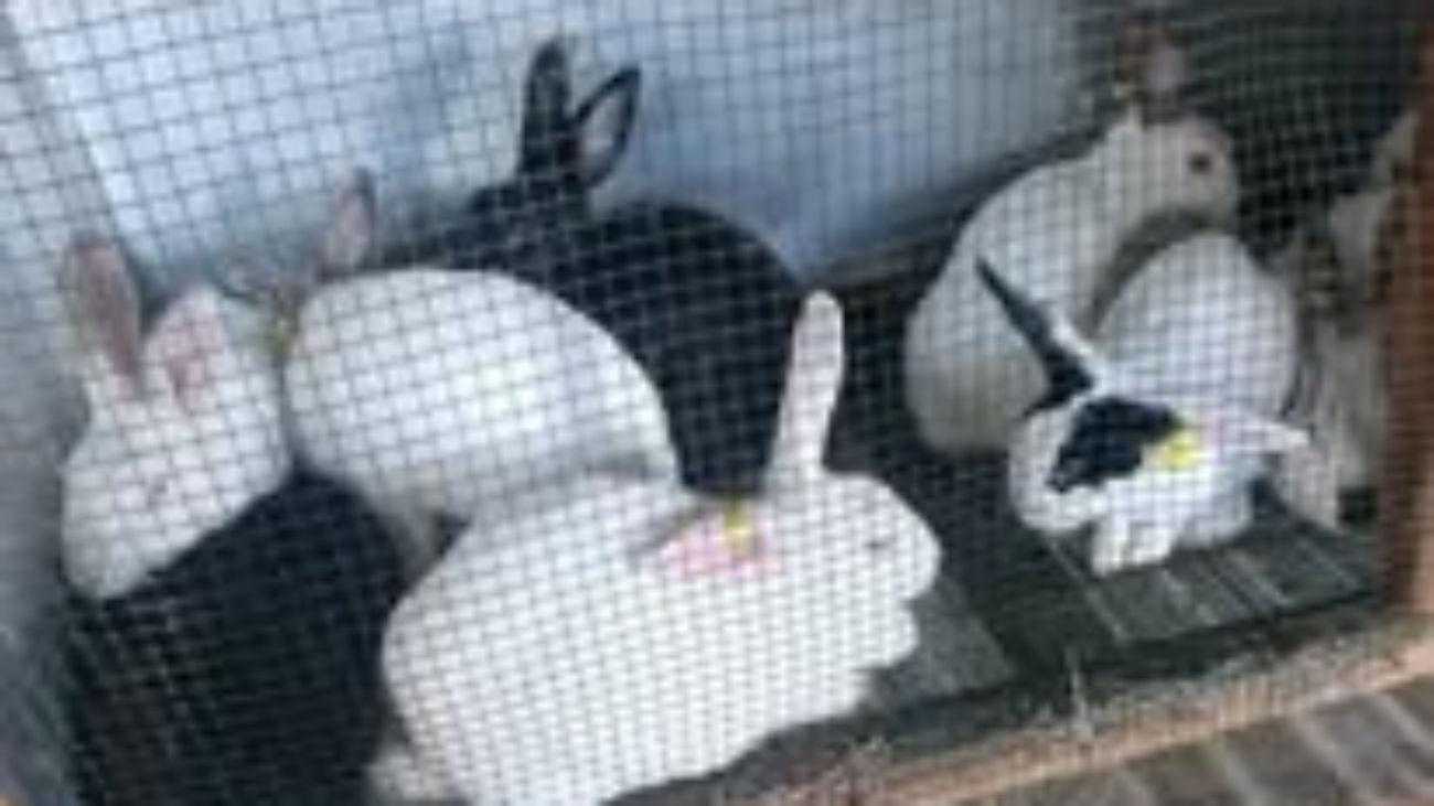 Rabbit Choice Farms