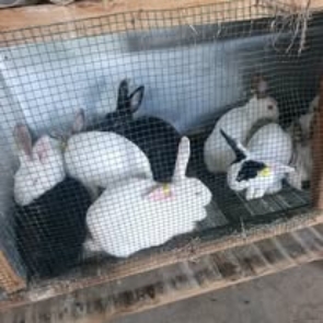 Rabbit Choice Farms