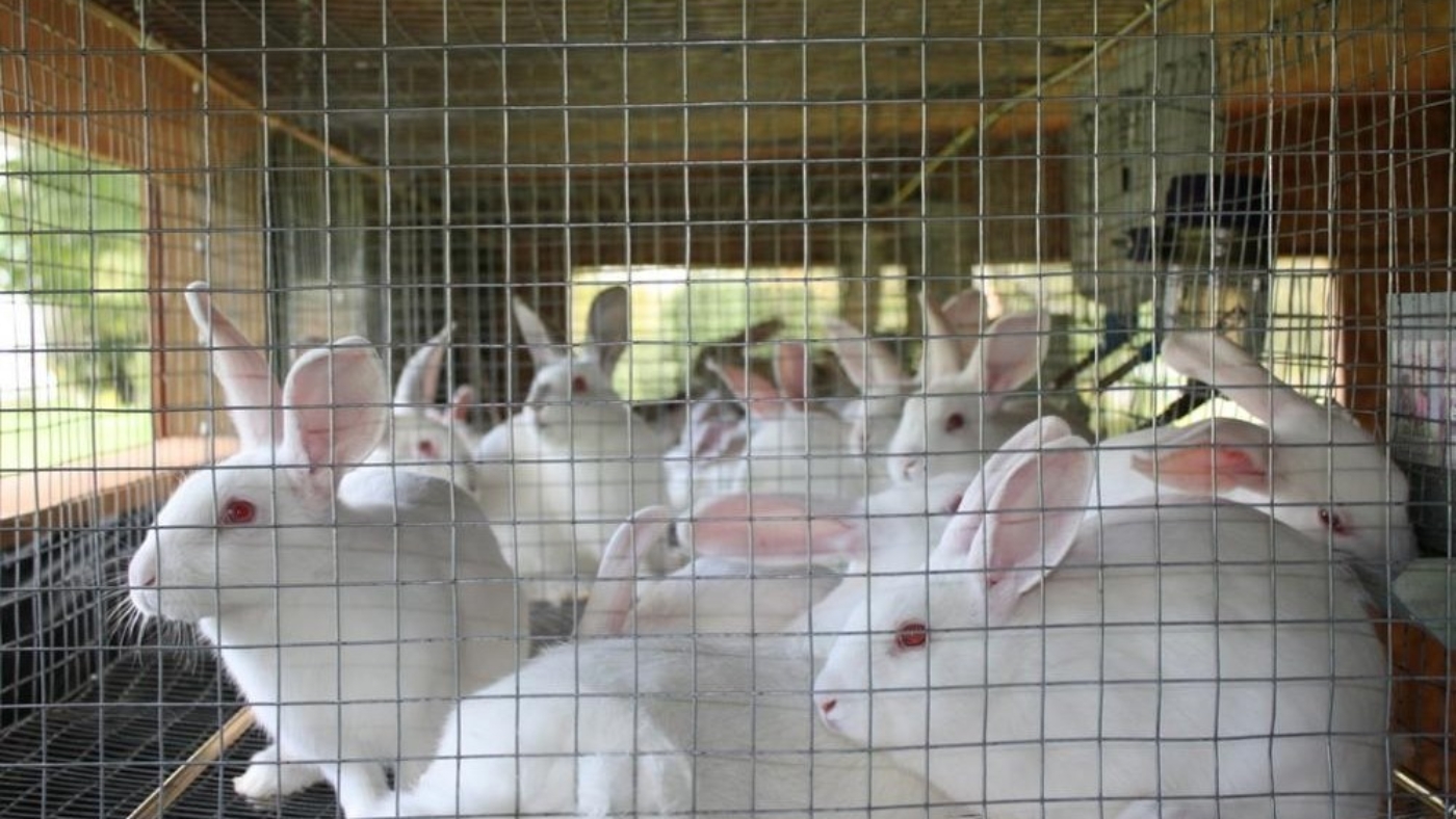 How to take care of rabbits