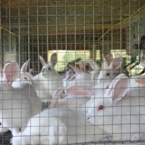 How to take care of rabbits