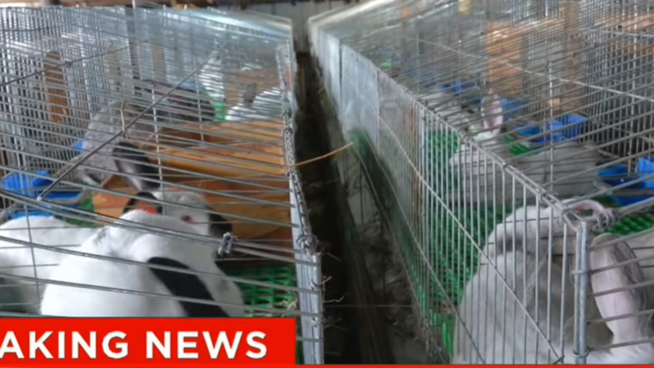 Rabbit choice farms on citizen tv