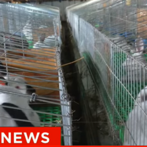 Rabbit choice farms on citizen tv
