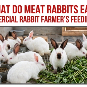 what rabbits eat
