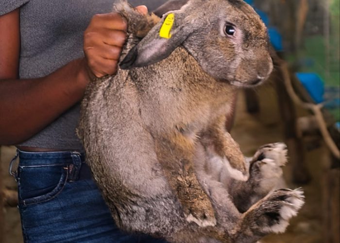 choice rabbits farm 4